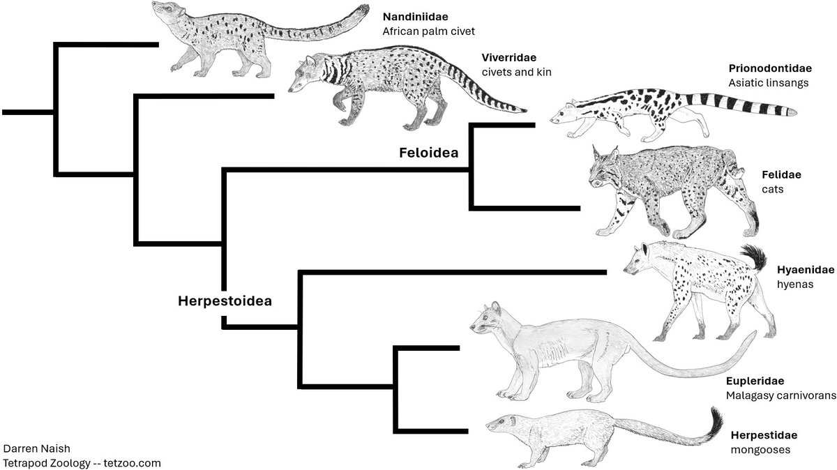 Darren Naish tweet media