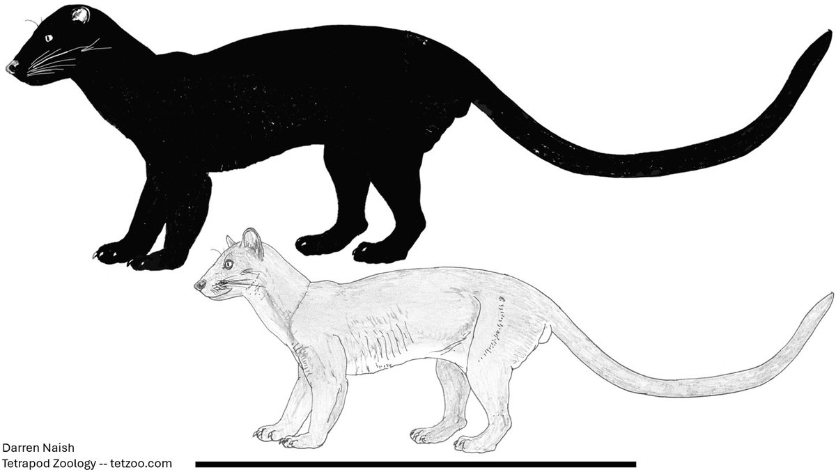 Darren Naish tweet media