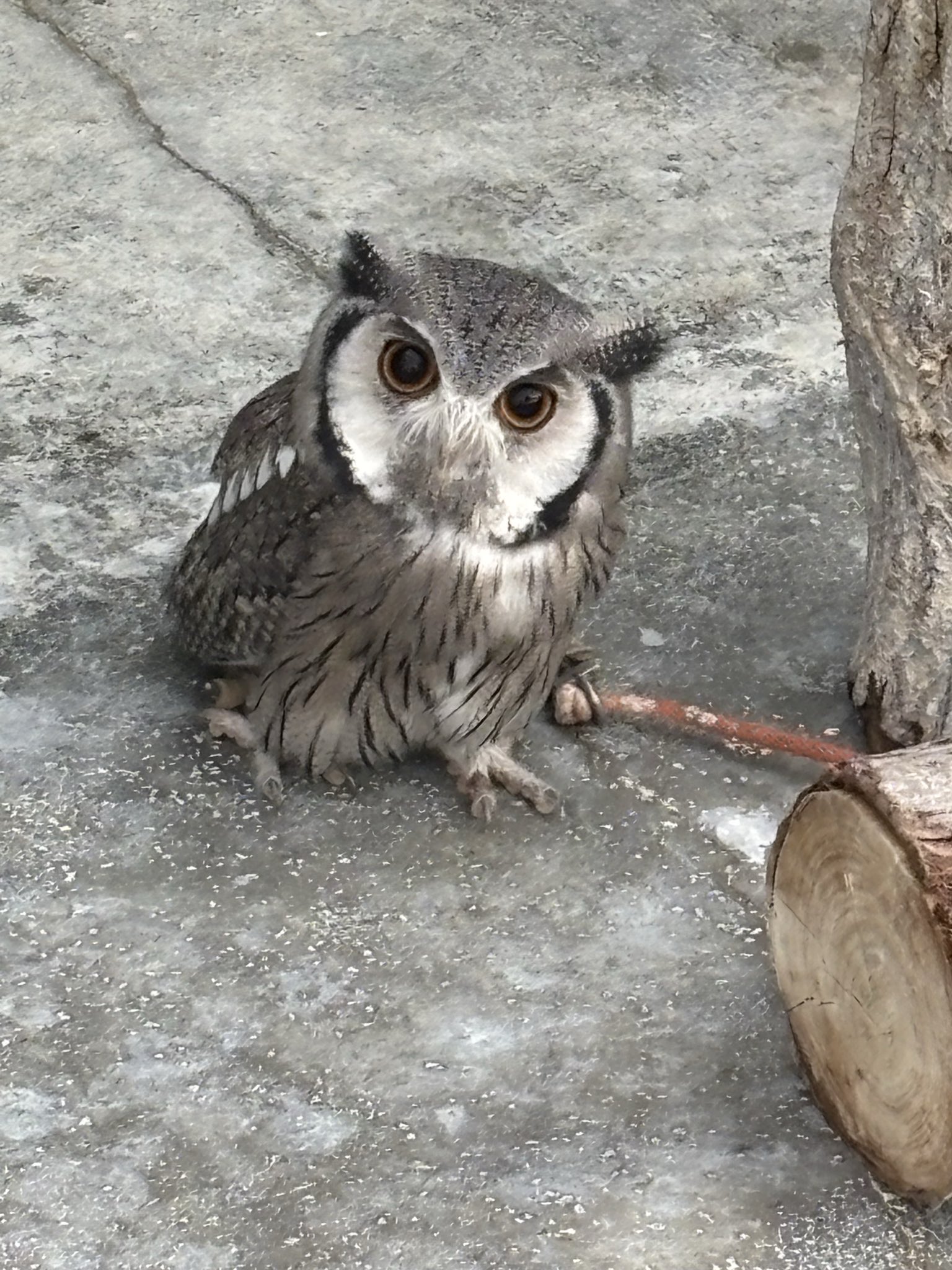 鳥好きさん是非 - Search / X