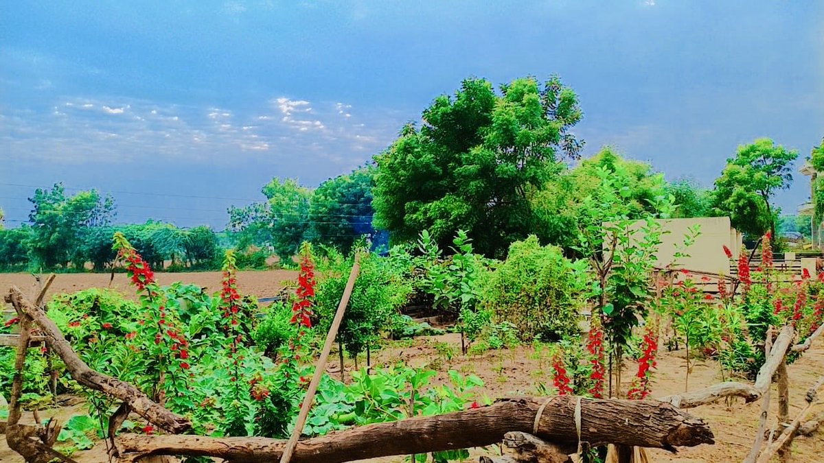 ramesshkalbi's tweet image. ये मेरे घर का बगीचा कैसा लगा आपको? 🪴 
जहाँ हर कोना मेहनत की मिसाल है, 
यहाँ फूल नहीं, सपने खिलते हैं 🌹 
जो मिट्टी से मोहब्बत करने वालों का कमाल है।” 

#GoodEvening #VillageVibes #Motivation