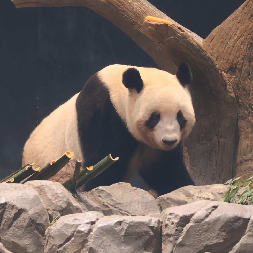 パンダ様 ЗЗ HAKKO 100v 鉛フリー対応 はんだ槽 FX-300 ブルーxイエロー