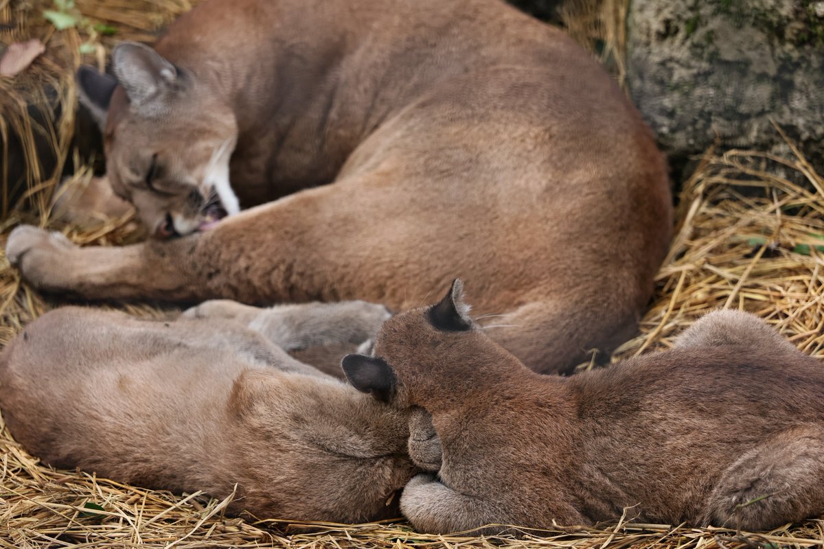 蹴る子♂ (@6e6d5b6ee51942b) / Posts / X