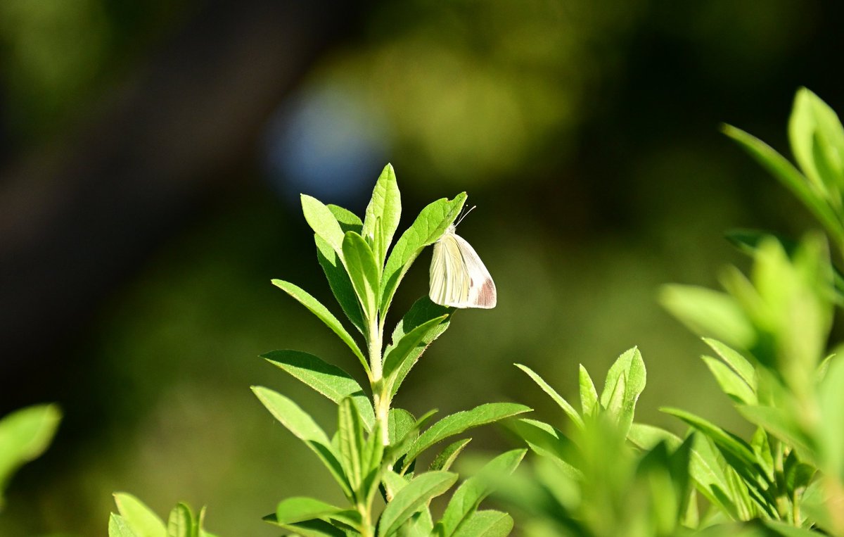 かんかん🇺🇦 on X