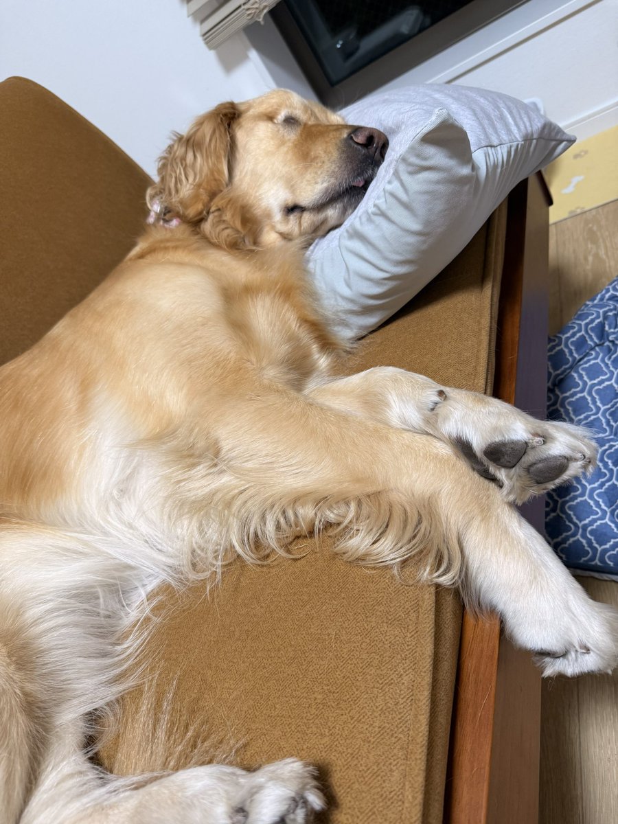 いきむ犬　ゴールド むぎとエール (@mugimeshi05) / Posts / X