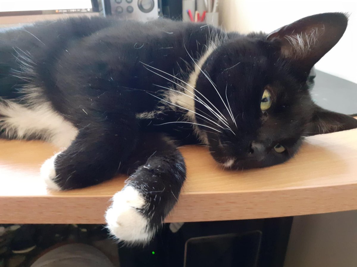 Martha the Nightshift Cat tweet media