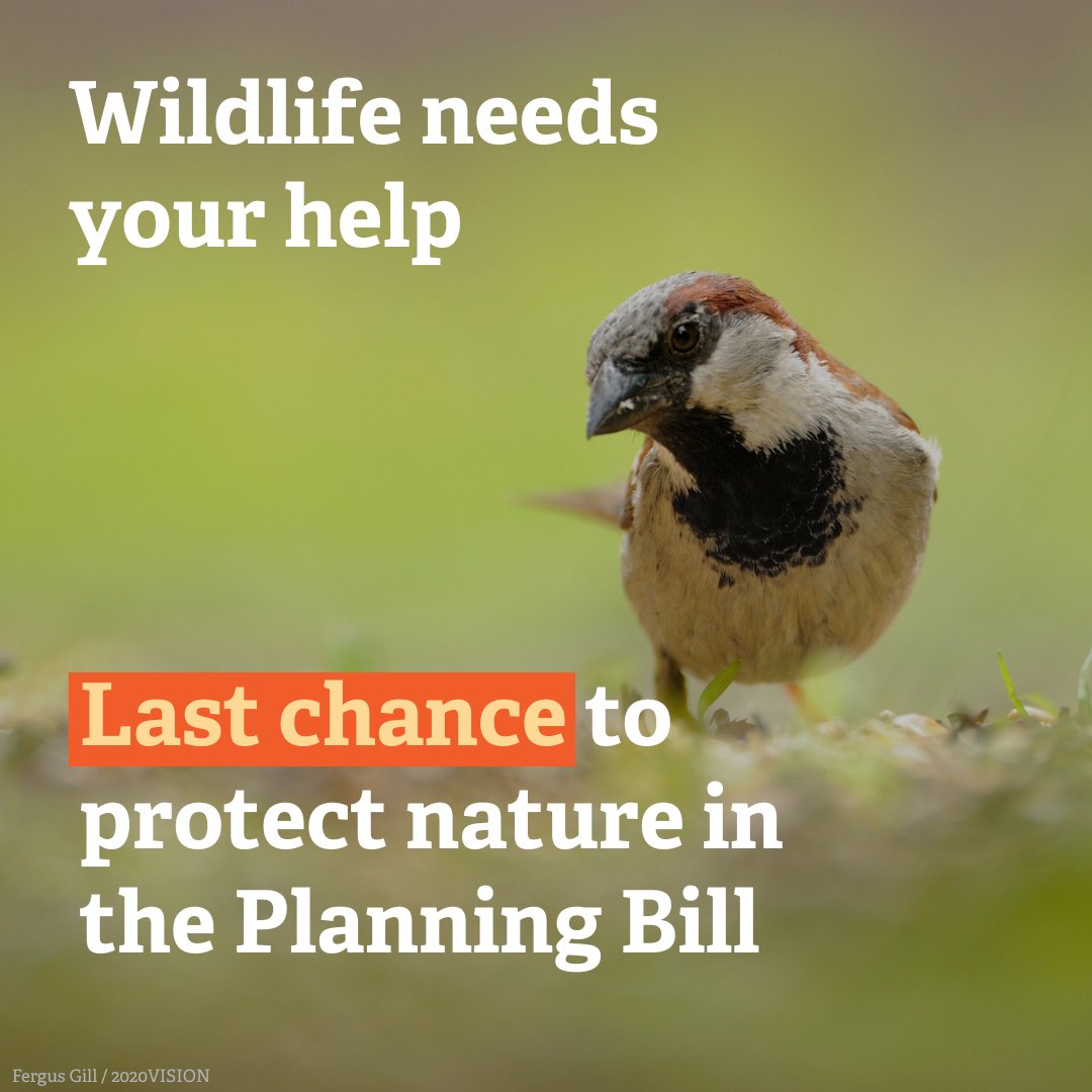 Nature is at risk, but your voice can help.
 
The Planning Bill is nearly law. 

An amendment passed by the Lords yesterday offers vital protection - but it needs MP support to stay in. 

📢 Tell your MP: please back Amendment 130. action.wildlifetrusts.org/page/180301/ac…