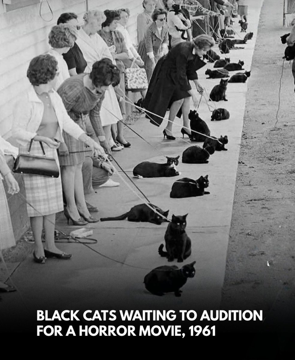 catsareblessing's tweet image. 