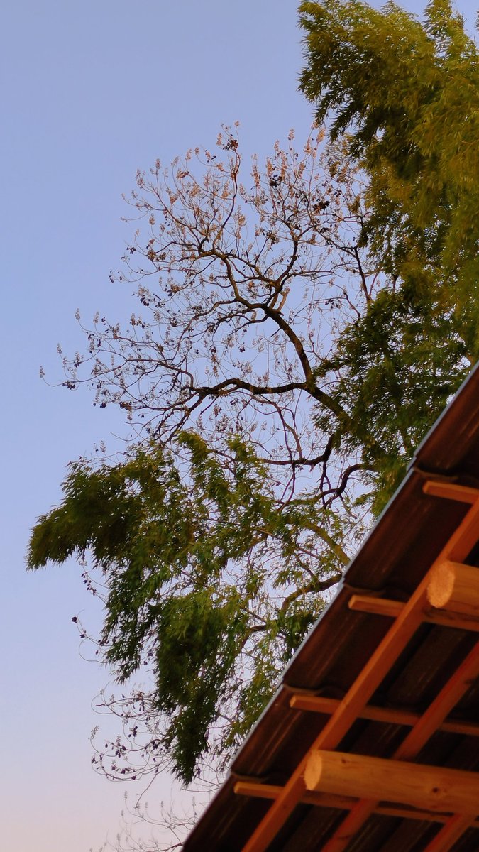 shaayuiii213's tweet photo. 夕阳把心事藏进树影,树影把黄昏写进天空✨
#Settingsun #DuskHour #dailyscenery https://t.co/J7viOs9Cou