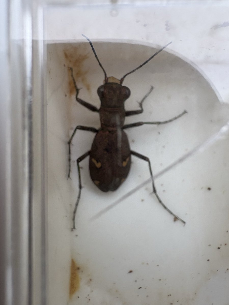 今月初旬北陸行った時に偶々採れたマガタマハンミョウ
本来のシーズンって4〜8月のはずだから、10月に採れると思わなくてかなり驚きました
左の触覚先端が若干欠けてるけど、新成虫で冬眠前の個体かな？