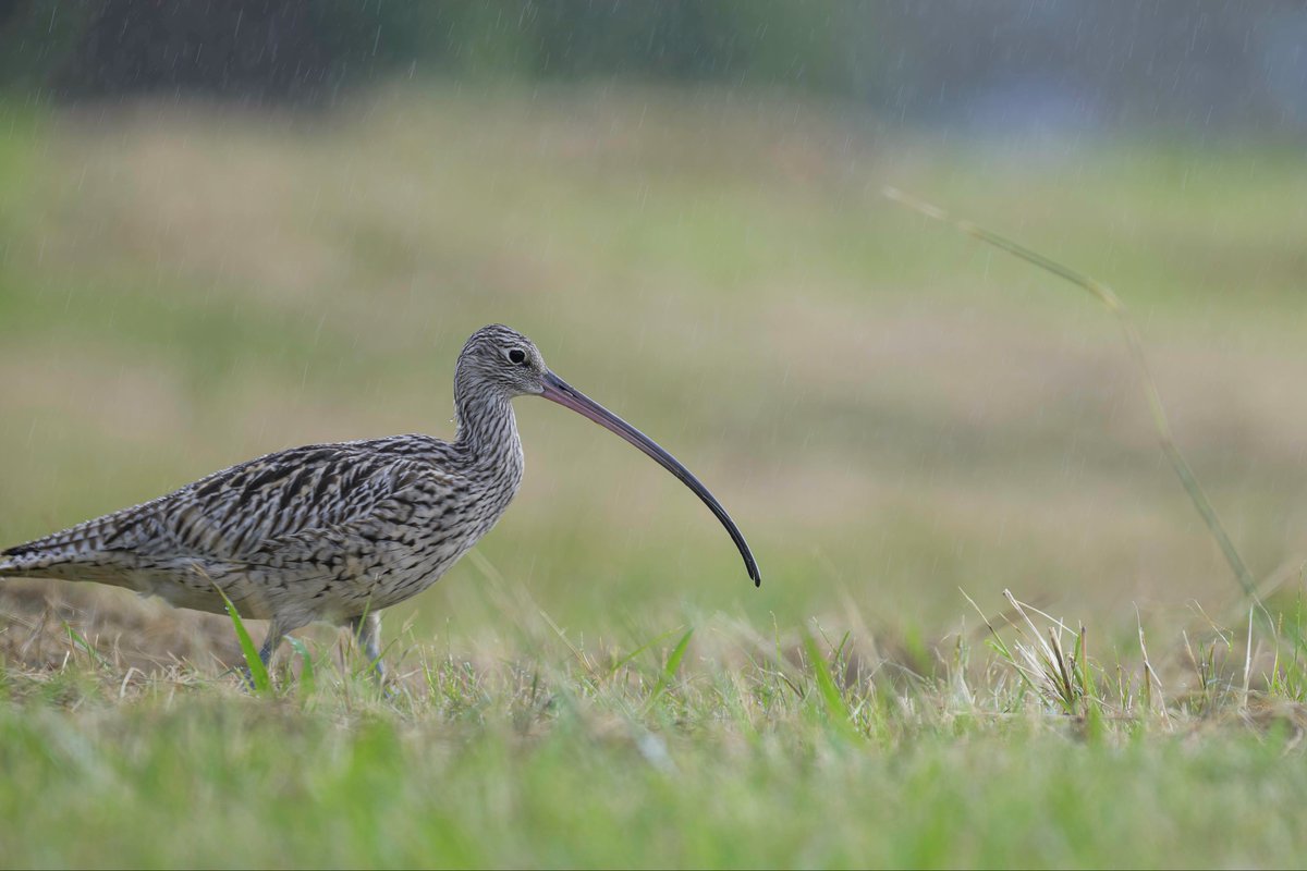 桜の枝　オフチンニコフ 桜の枝 オフチンニコフ 桜の枝 オフチンニコフ Okamoto Shuki Flowers