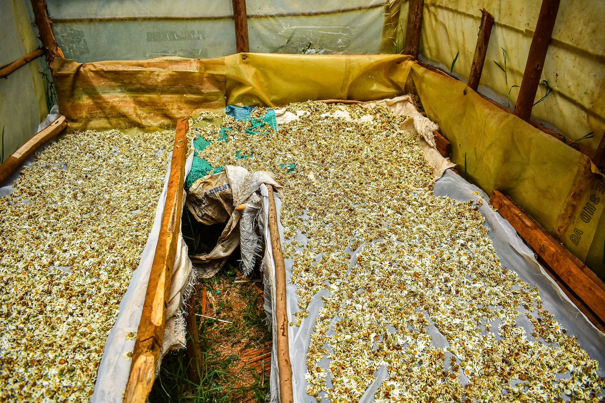 In Pictures: Seventeen (17) farmers from the Mau Forest Complex landscape have benefited from 2,000 pyrethrum splits distributed under the Mau Forest Complex Integrated Conservation and Livelihood Improvement Programme (MFC-ICLIP). The initiative aims to promote sustainable