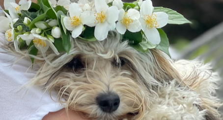 NTIF2024 tweet media