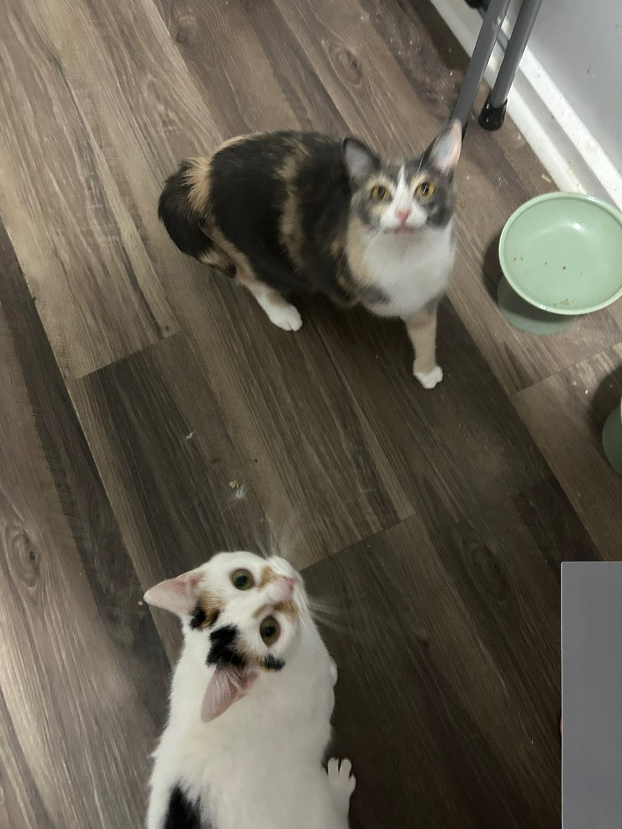 oreoeocat's tweet photo. My starving girls waiting patiently for breakfast https://t.co/76DdZKSZf4
