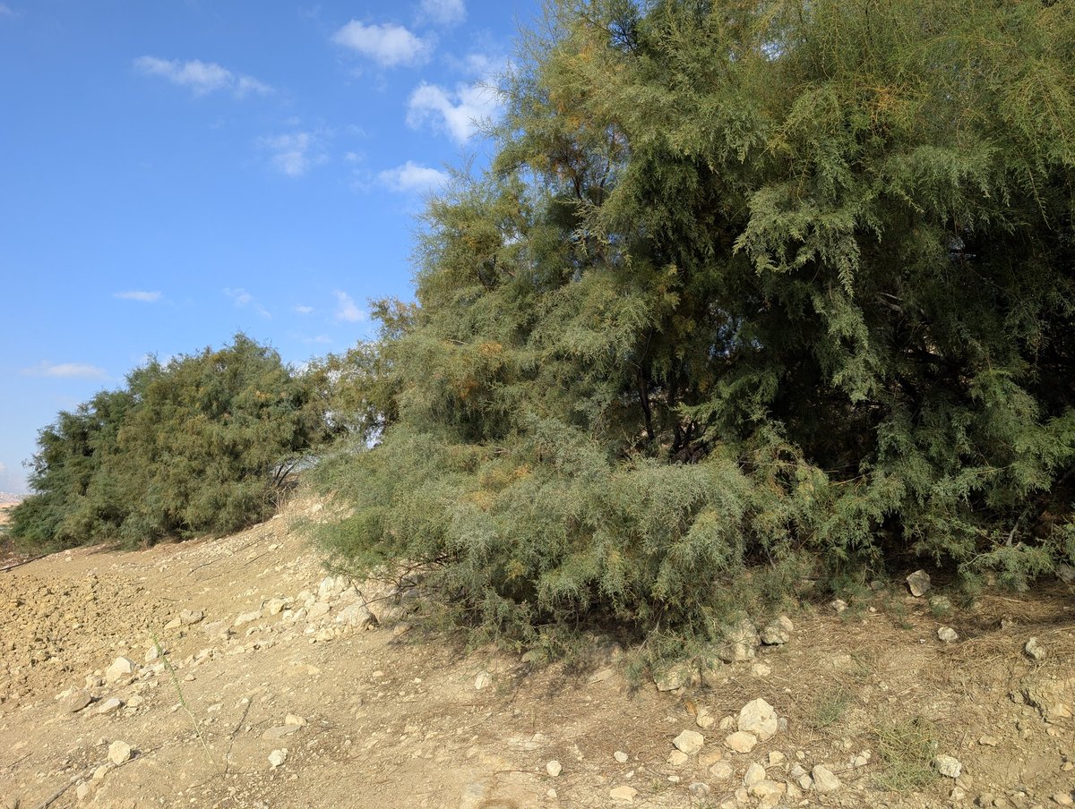 Andoni Mateos Cabero tweet media