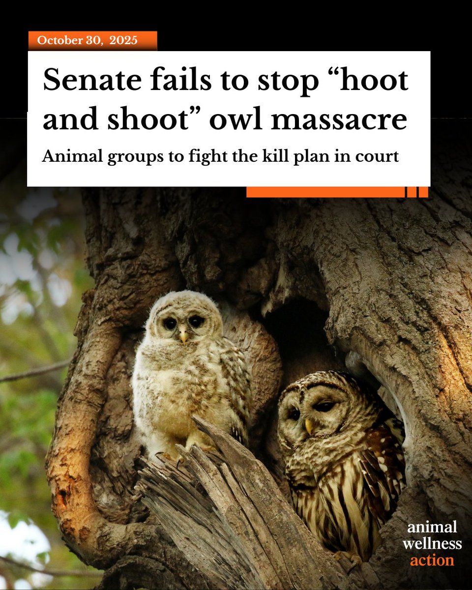 By a vote of 25–72, the U.S. Senate has allowed the killing of 450,000 barred owls to move forward.

These birds—long protected under the Migratory Bird Treaty Act—will be shot across national parks and forests under a plan falsely framed as “conservation.”

The plan, pushed by