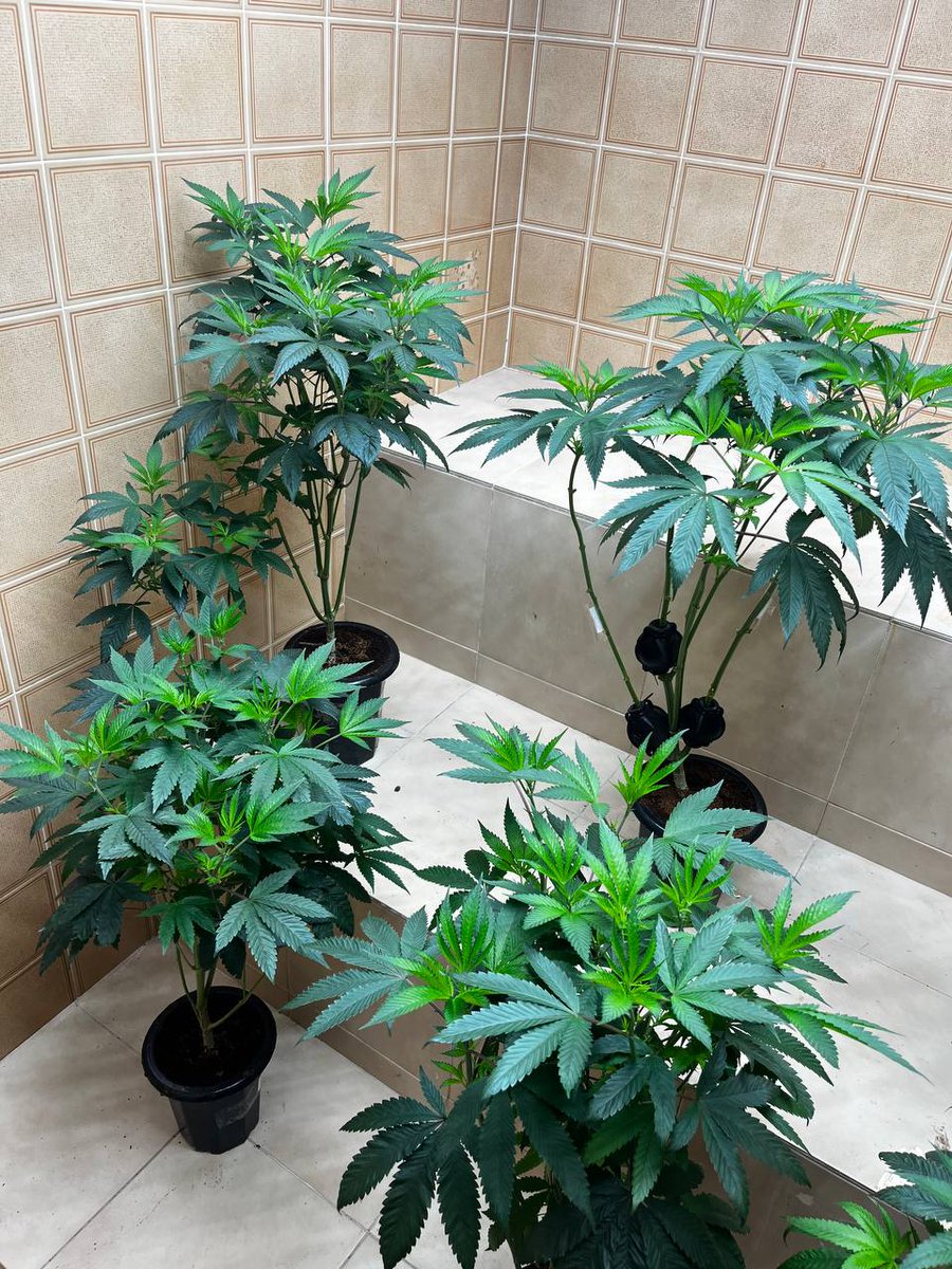 caducultiva's tweet photo. A seleção das triangle kush tá rolando!

Essa semana clono todas e já jogo pra florir no vaso de 1,5L mesmo, melhorei o ambiente e elas reagiram bem.

Fiz uma boa defoliação, estão com um verde bonito, tbm dei uma boa dose de gorilla na semana passada e tô animado com o resultado https://t.co/3ZPdLxAwKT