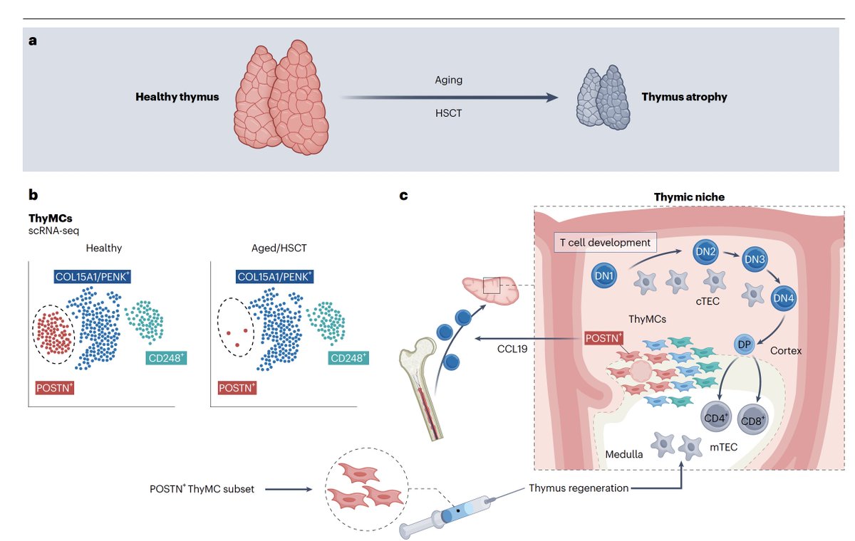 Discovery of a way to regenerate the thymus gland through mesenchymal cells, with implications for enhancing the T cell immune response in multiple medical conditions and with aging
nature.com/articles/s4158…
nature.com/articles/s4158…
