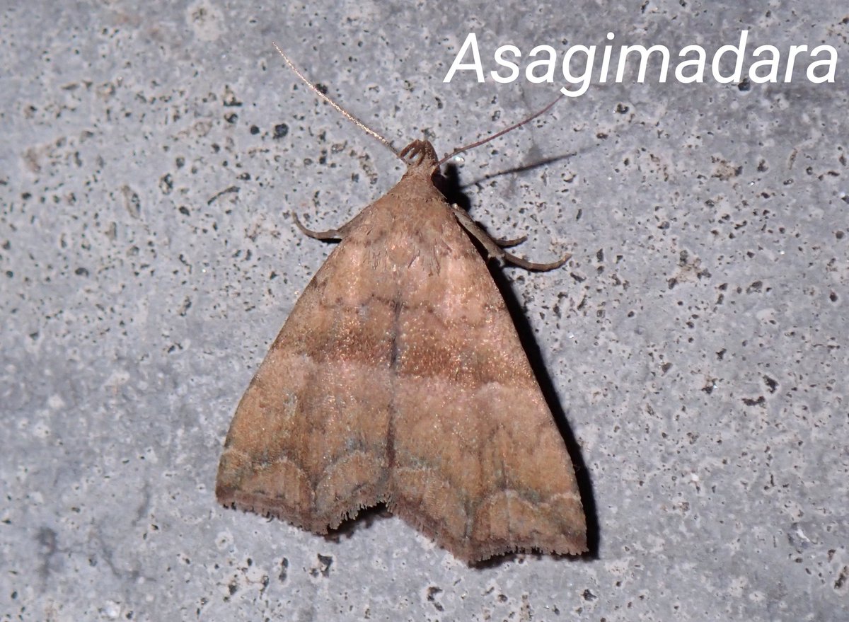 あおまだらページ 浅黄斑蝶🔰 on X