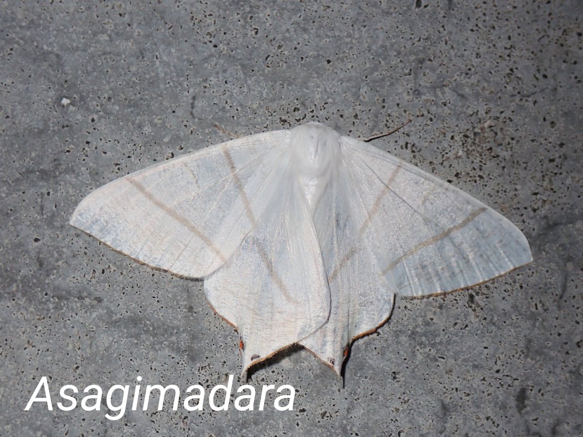 あおまだらページ 浅黄斑蝶🔰 on X