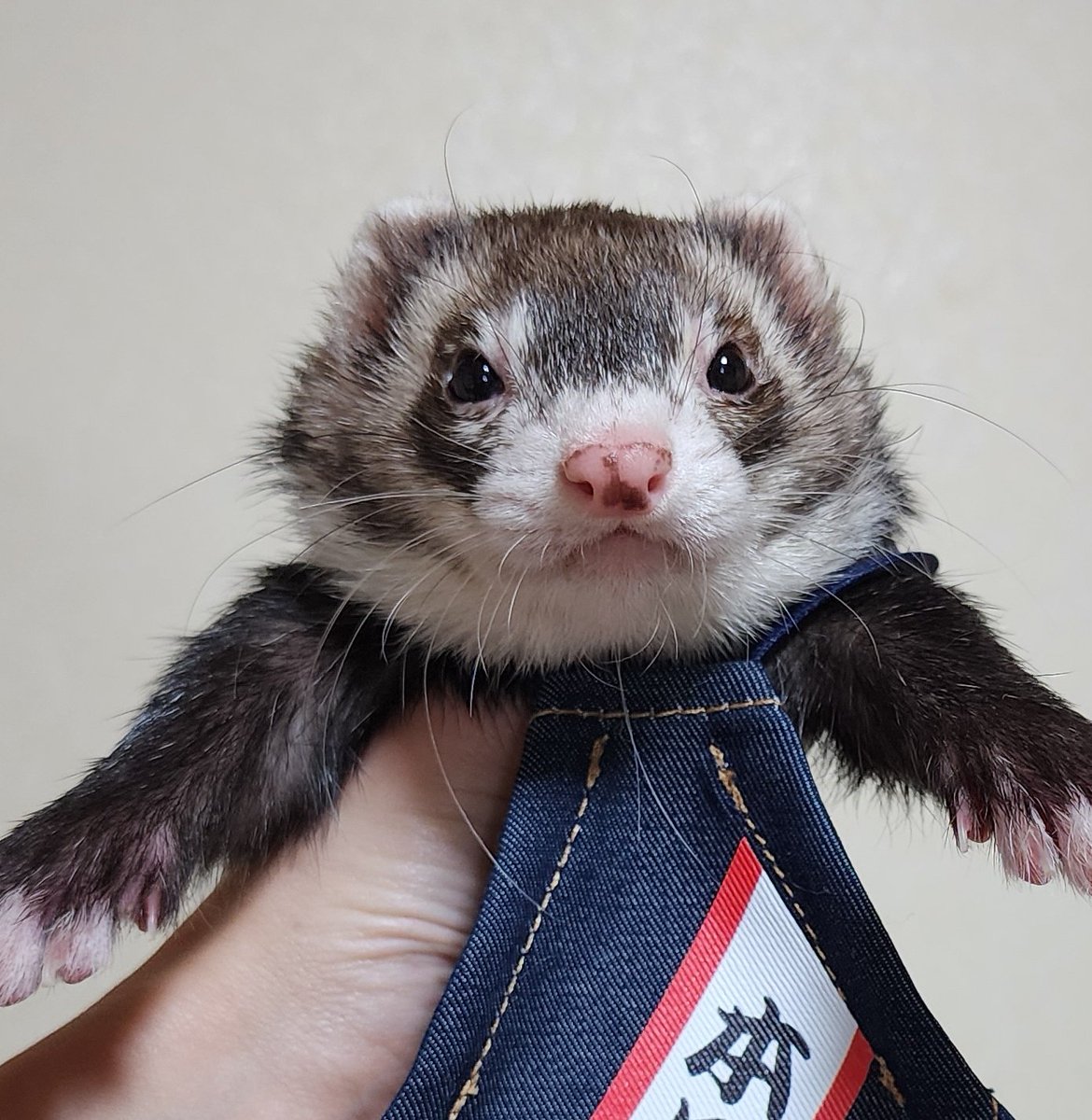 はるきち はるきち (@harunyan0309) / Posts / X