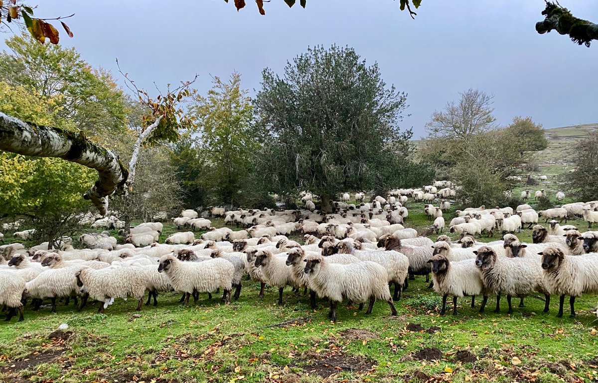 🐶🐏Ganadua zaintza-txakurrekin babesteko jarduera praktikoa egin zen atzo Gorobel mendilerroan. Otsoaren aurreko zaurgarritasuna in situ aztertu zen bi ardi-taldetan.

#ikastaroa #cursos #mastines