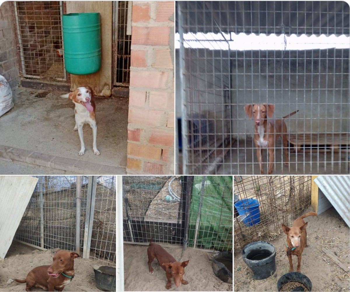 #Huelva
•El de la primera imagen tiene 7 años; esa es su vida
•El de la segunda en la jaula, solo tiene 1 añito.
•La tercera y cuarta foto son dos podenquitos manetos de edades desconocidas.
•El quinto es un abuelito que sobrevive en esas condiciones...

Todos ellos cedidos!!