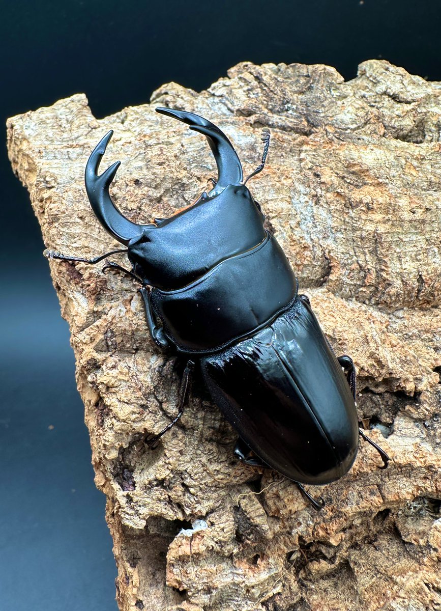 エクセルシオール　パラドクサ！　標本！2 かぶぶくわわ on X