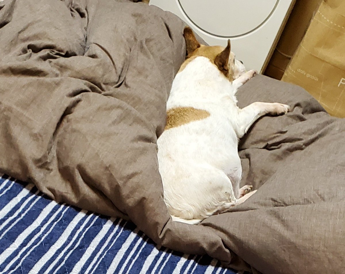 くまたろう on X