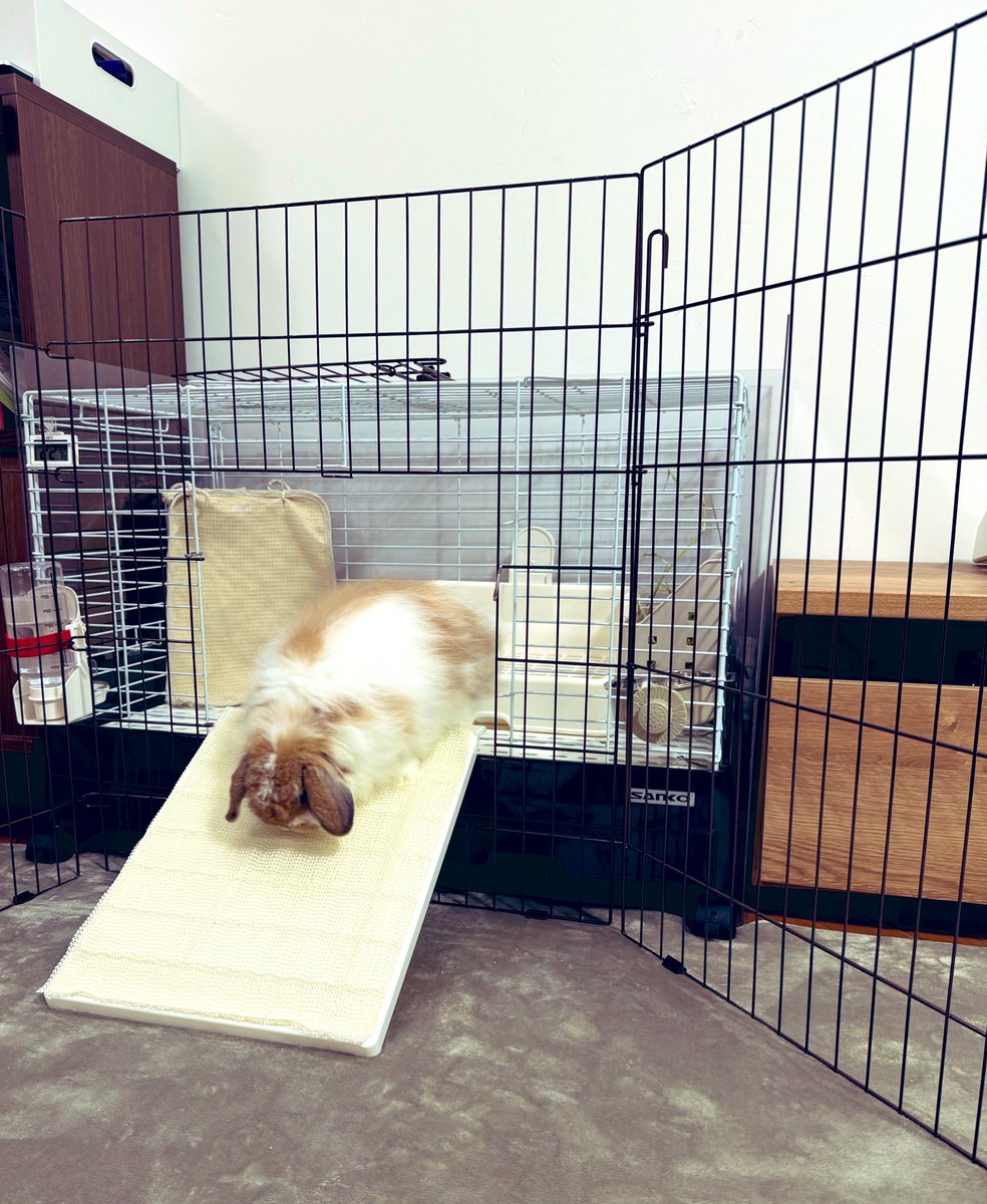 へやんぽ、するよ🐰