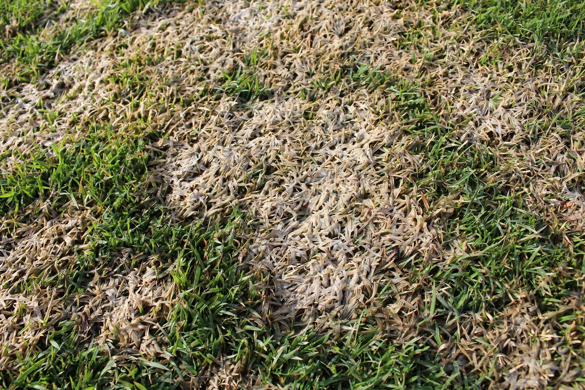 The only thing scarier than a bad lie in the bunker? Turf disease taking over your greens 👻 Don't let winter stress haunt your course. Preventive care now = healthier turf in spring. Learn more about grey snow mould and how you can take action - greencast.ca/diseaseguide/g…