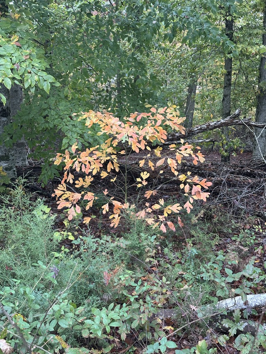 Now is a good time for scouting Sassafras because the leaves will turn pretty early &amp; make em stand out. Here soon when the cold sets in, all the sap will be down in the roots &amp; they’ll be ready to harvest. #dirtmagic