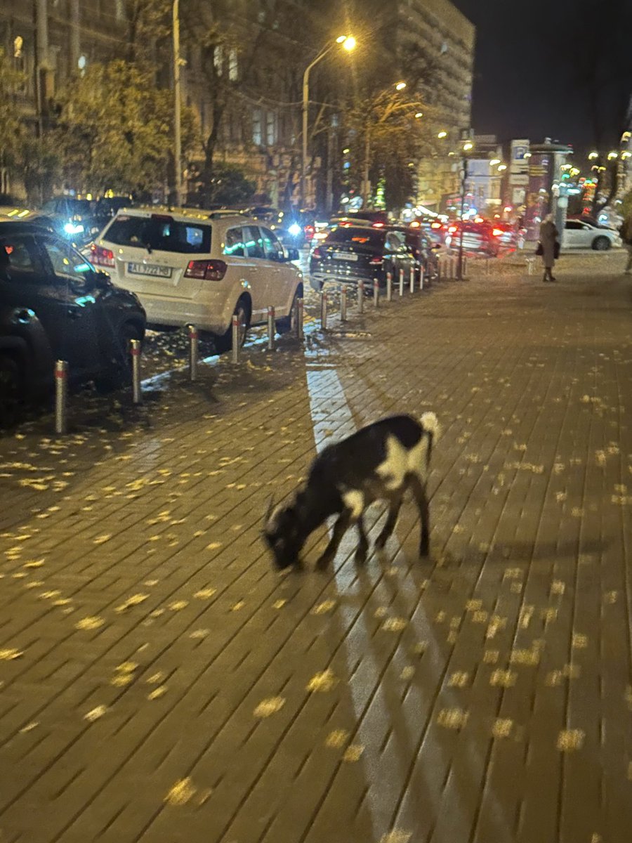 друзі, це кози в центрі Києва. дякую за увагу.