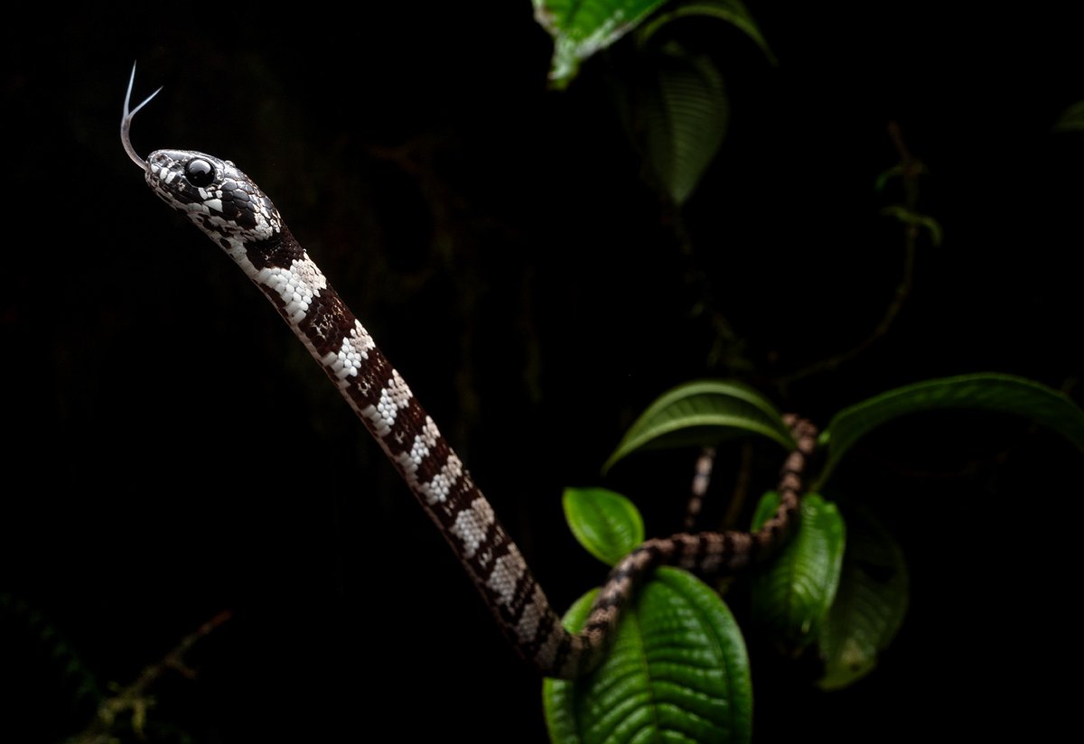 khamai_bio's tweet photo. Thanks to Phillip Hong-Barco for documenting the amazing #herpetofauna of the #ArlequinReserve, which now sits at 41 species, including 13 globally threatened. During the 2nd BioBlitz, Phil photographed this #Dipsas elegans.👉 https://t.co/ar3j6RY1n8 to join the next BioBlitz. https://t.co/354LZA6bmf