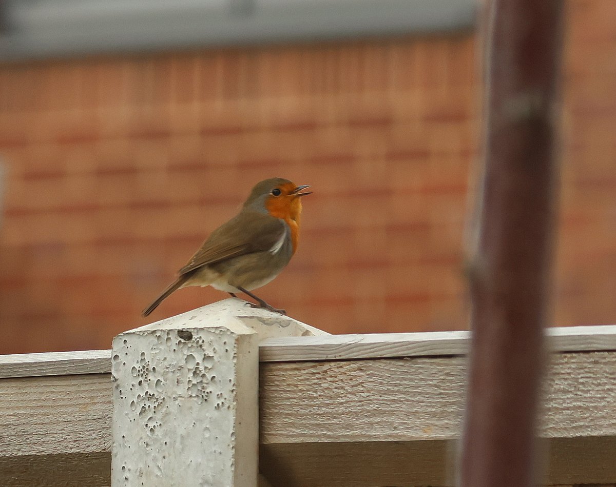 My new singing neighbour 😊