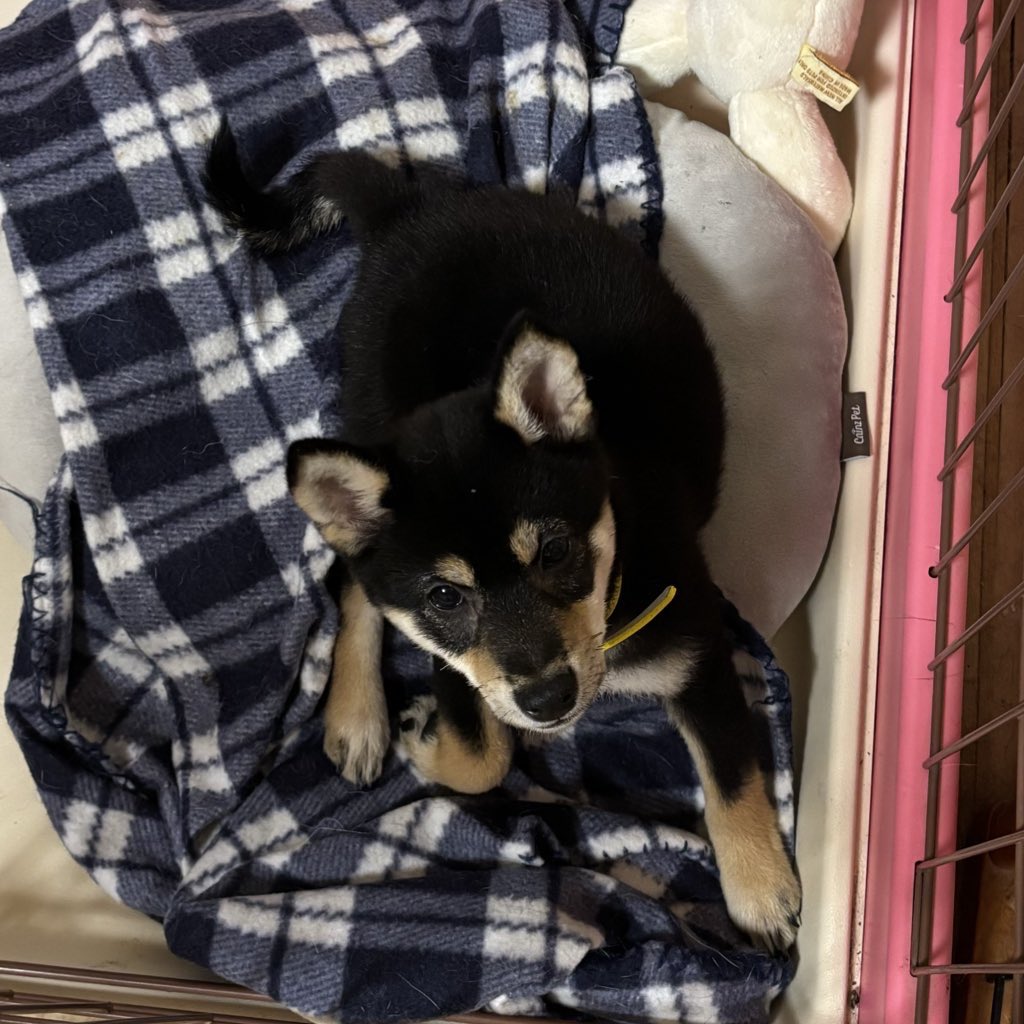 黒柴いぬち(6柴⃞の母ちゃん) on X