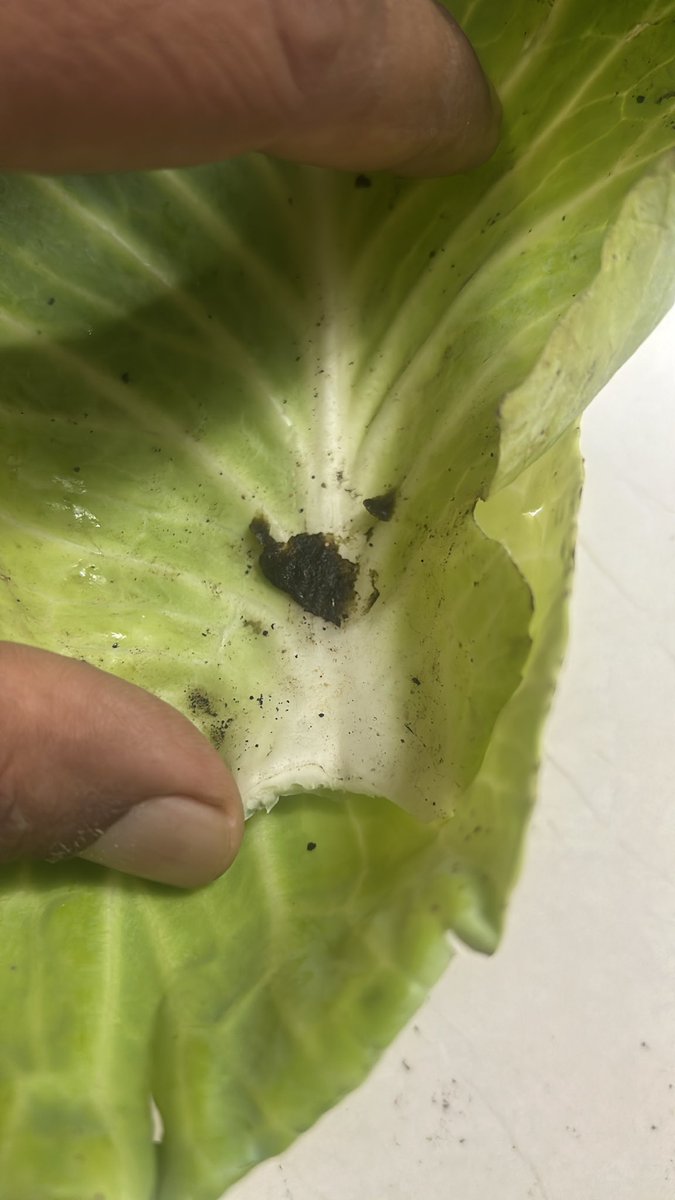 Chetan_G's tweet photo. @kisankonnect_in @fssalindia @jagograhakjago Pathetic #hygenic issues with #kisankonnect warehouse they deliver you #cockroaches with #vegetables
Totally unacceptable for a platform promoting #fresh vegetables. https://t.co/8PhPbnxSKl