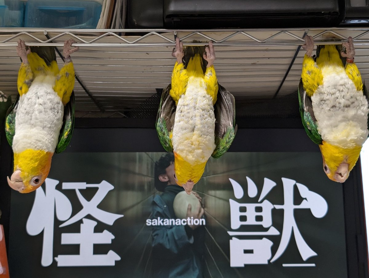 狐❖壱伍 (@IXo77AHDJ3GfcxX) / Posts / X