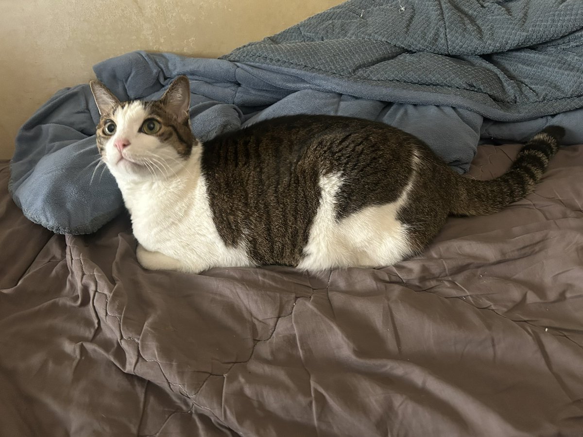 고양이 웃긴점: 내가 움직이면 갑자기 흥분해서 어디로 숨을지 우다다다 거리다가 숨을 곳 못찾아서 당황하고 꼬리펑 하다가 1초 뒤에 아무일 없었다는 듯이 차분하게 앉아서 님 머하셈?ㅋ 이러케 쳐다봄