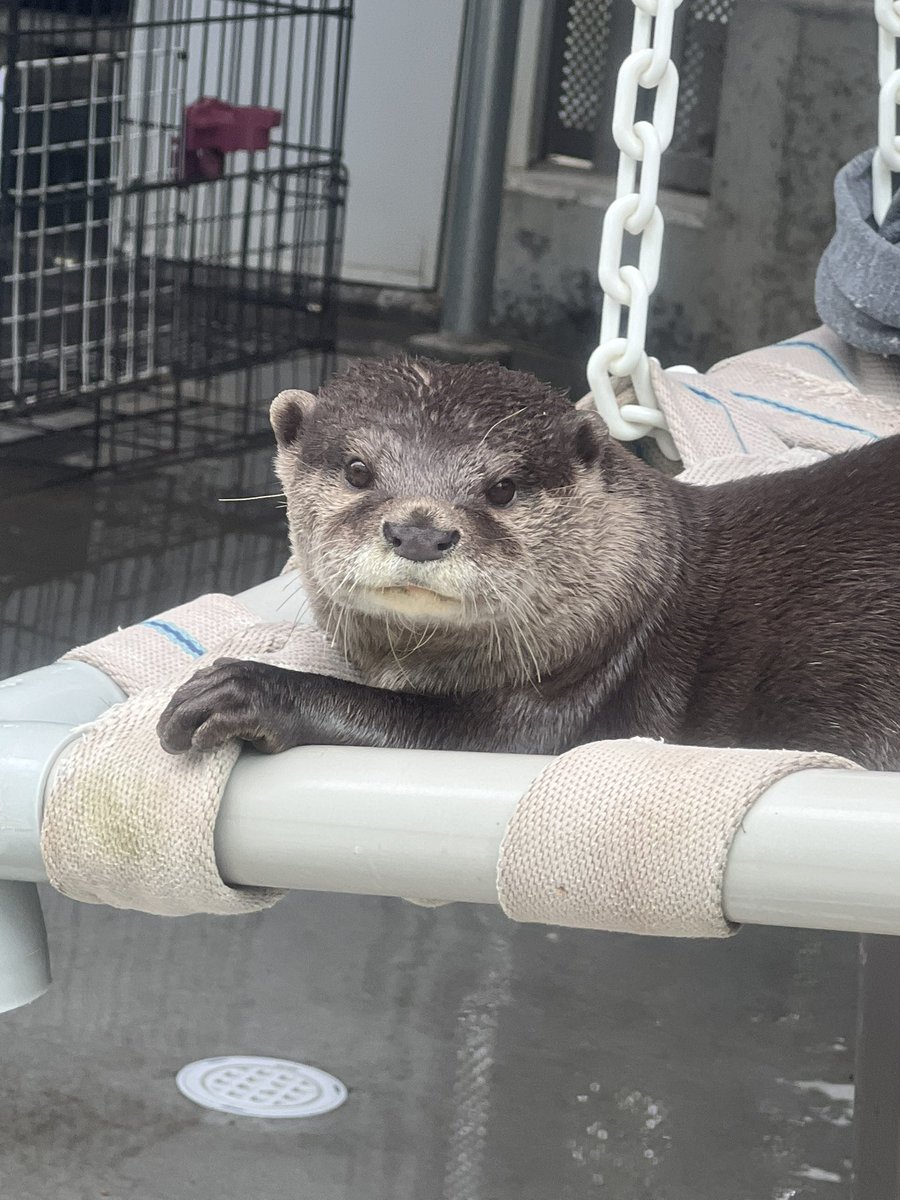 高品質！ カナダカワウソの毛皮 1点もの 高品質！ カナダカワウソの毛皮 1