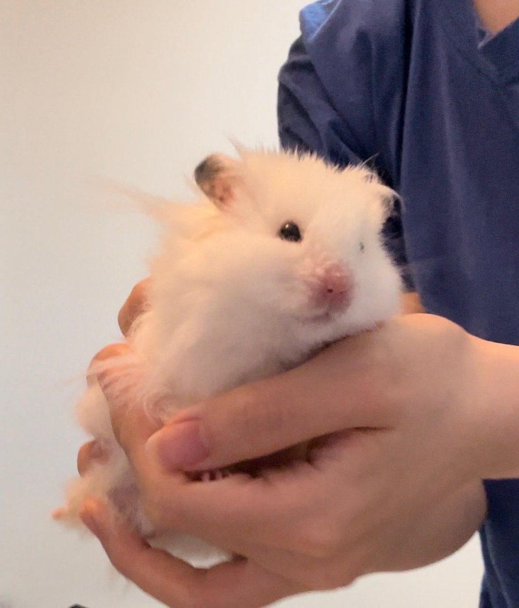 휴지에게… tweet media