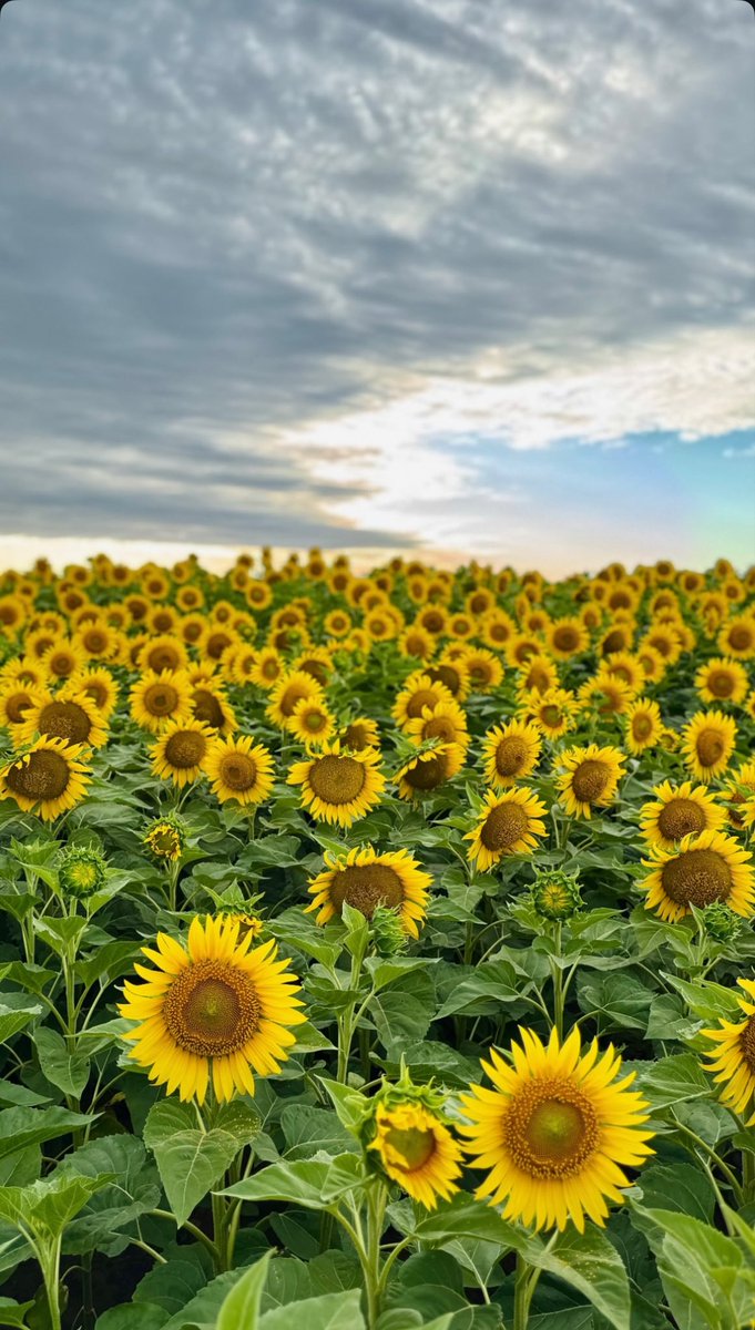 Grupo Charata tweet media