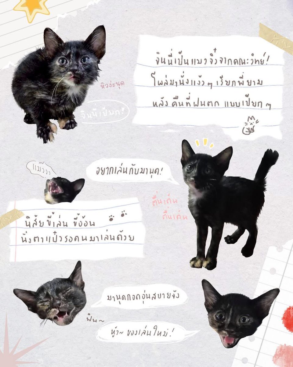 johnjud_cu's tweet photo. ถึงจะไม่ได้จะมาพร้อมกับพร 3 ข้อ แต่น้องมากับความน่ารักจนล้น 4 ห้องหัวใจ! 🧞‍♂️♥️

🏡 หาบ้านให้ “น้องจินนี่!🧞‍♂️ ” ลูกแมวจากคณะวิทย์ที่พี่ยามเจอน้องตัวเปียกปอนร้องแง๊วๆในคืนวันฝนตกหนัก 🧪🌧️

เพศ : เมีย
อายุ : เกือบ 1 เดือน
- ถ่ายพยาธิ✅
- ป้องกันเห็บหมัด✅
📌 พิกัด : สยาม กทม. https://t.co/SQNGndhYVX