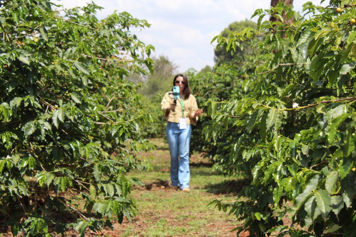 vstapic's tweet image. Kavu piješ svaki dan, a ne znaš kako izgleda plantaža na kojoj raste istoimena biljka? Evo ekskluzivnih kadrova i informacija iz bratske nam Kenije ;)

I tekst na AK
agroklub.com/vocarstvo/kako…