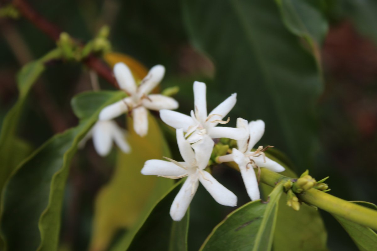 vstapic's tweet image. Kavu piješ svaki dan, a ne znaš kako izgleda plantaža na kojoj raste istoimena biljka? Evo ekskluzivnih kadrova i informacija iz bratske nam Kenije ;)

I tekst na AK
agroklub.com/vocarstvo/kako…