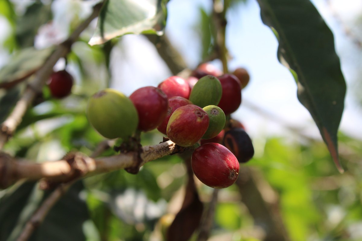 vstapic's tweet image. Kavu piješ svaki dan, a ne znaš kako izgleda plantaža na kojoj raste istoimena biljka? Evo ekskluzivnih kadrova i informacija iz bratske nam Kenije ;)

I tekst na AK
agroklub.com/vocarstvo/kako…