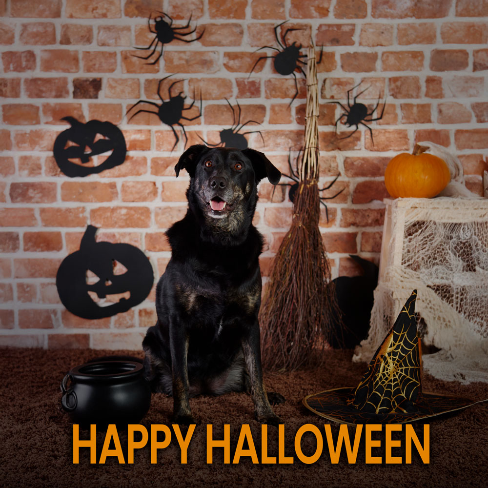 Wishing you a Halloween filled with joy, laughter, and the comfort of traditions.
From all of us at Alabama 811—stay safe and enjoy the season! 🎃🐾