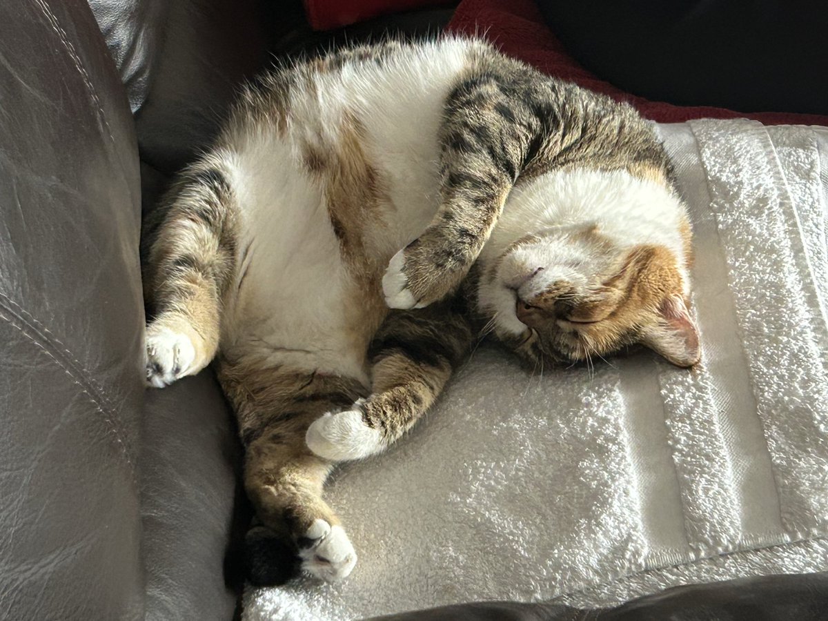 The69Design's tweet photo. Yesterday was national cat day in the U.S. so any excuse … https://t.co/vZ3AFQ5aQF