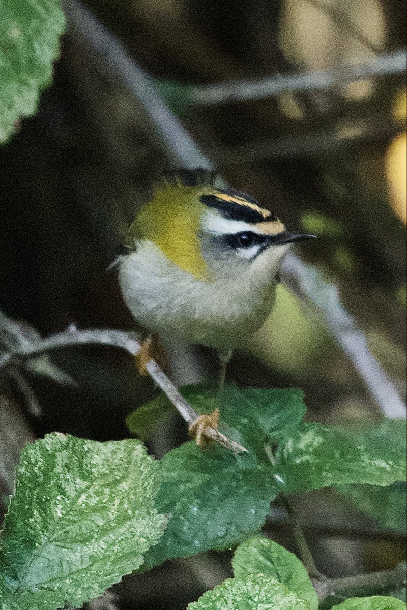 Finally located a Firecrest on Holland Haven Country Park approach road <a href="/BirdingHaven/">holland haven birding</a> #BirdsOfX Good to meet <a href="/andy_goodey/">Andy Goodey</a> and Alf <a href="/EssexBirdNews/">EBwS Bird News</a>