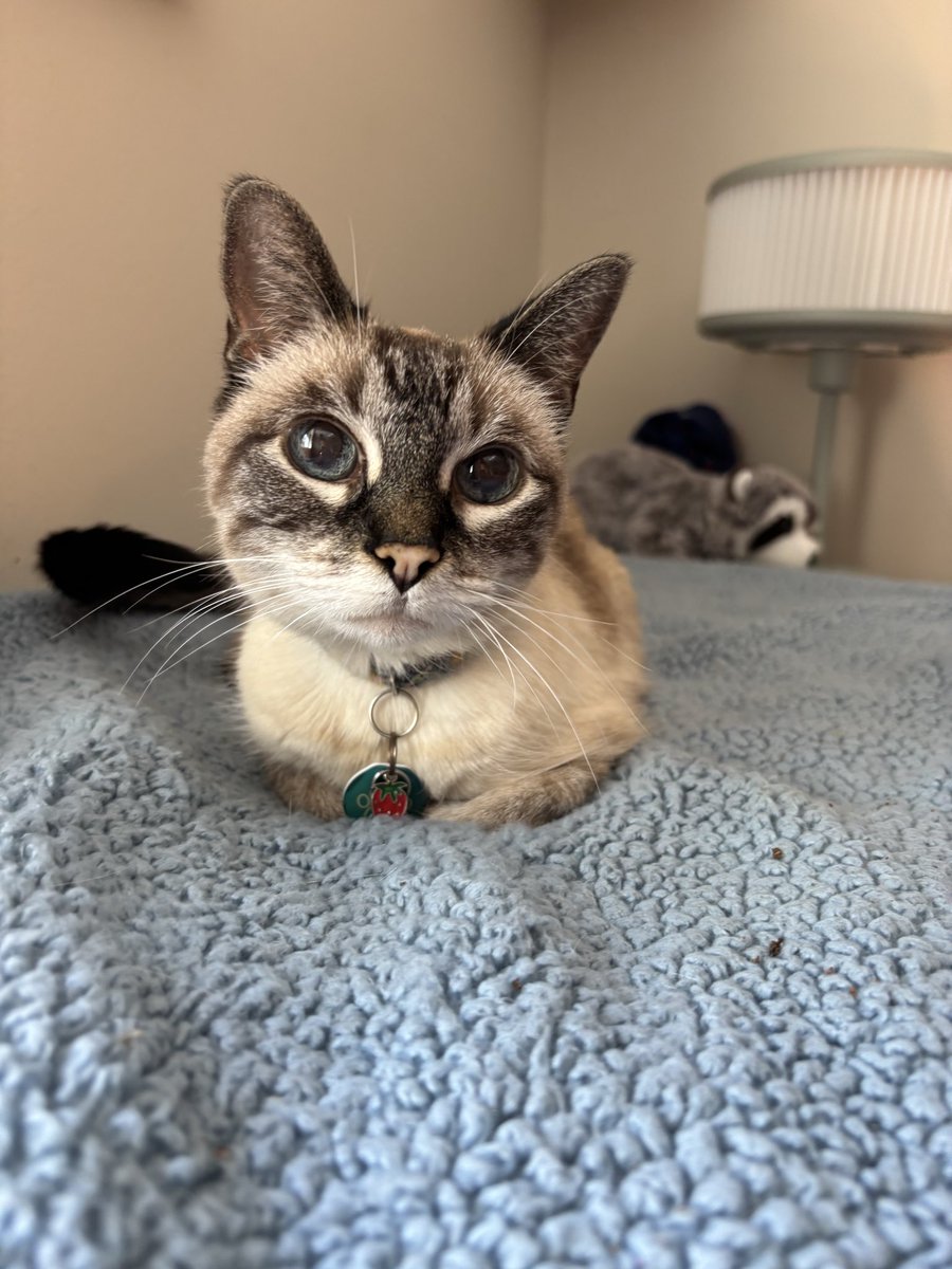 esther the cat 👑 🌈 tweet media