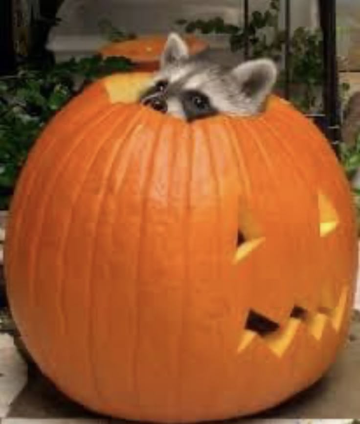 ShouldHaveRacc's tweet image. 